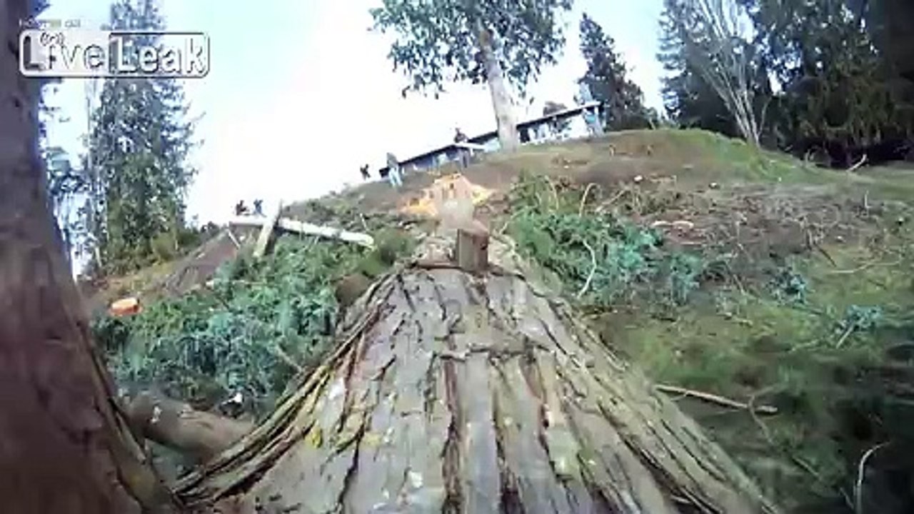 Cedar felling from the trees' perspective