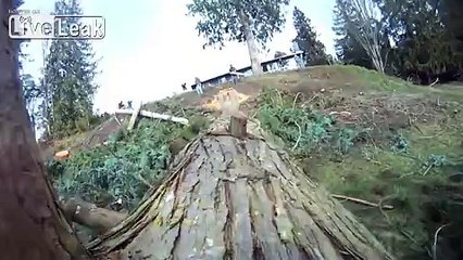 Cedar felling from the trees' perspective