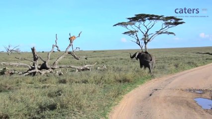 Filden Korkan Aslan Kendisini Ağaca Zor Attı!!