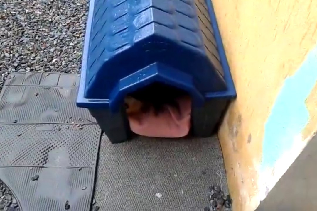 Chat et chien dans la même niche avec leurs bébés