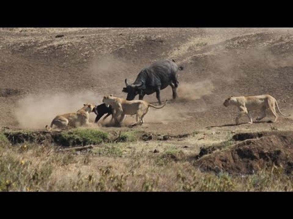 Yavrusunu Aslanlara Parçalatmayan Bufalo