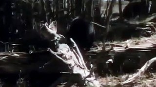 THE AMERICAN BLACK BEAR   Discovery Animals Nature full documentary