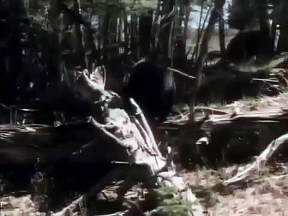 THE AMERICAN BLACK BEAR   Discovery Animals Nature full documentary