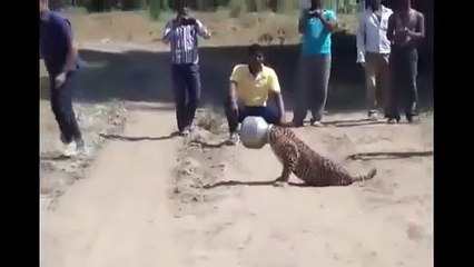 Kafasını Metal Tencereye Sıkıştıran Leopar