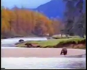 Gesichter des Todes - Mann gegen Bär