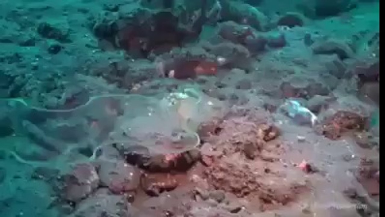 Amazing Fish Allah Sab Se Bara He