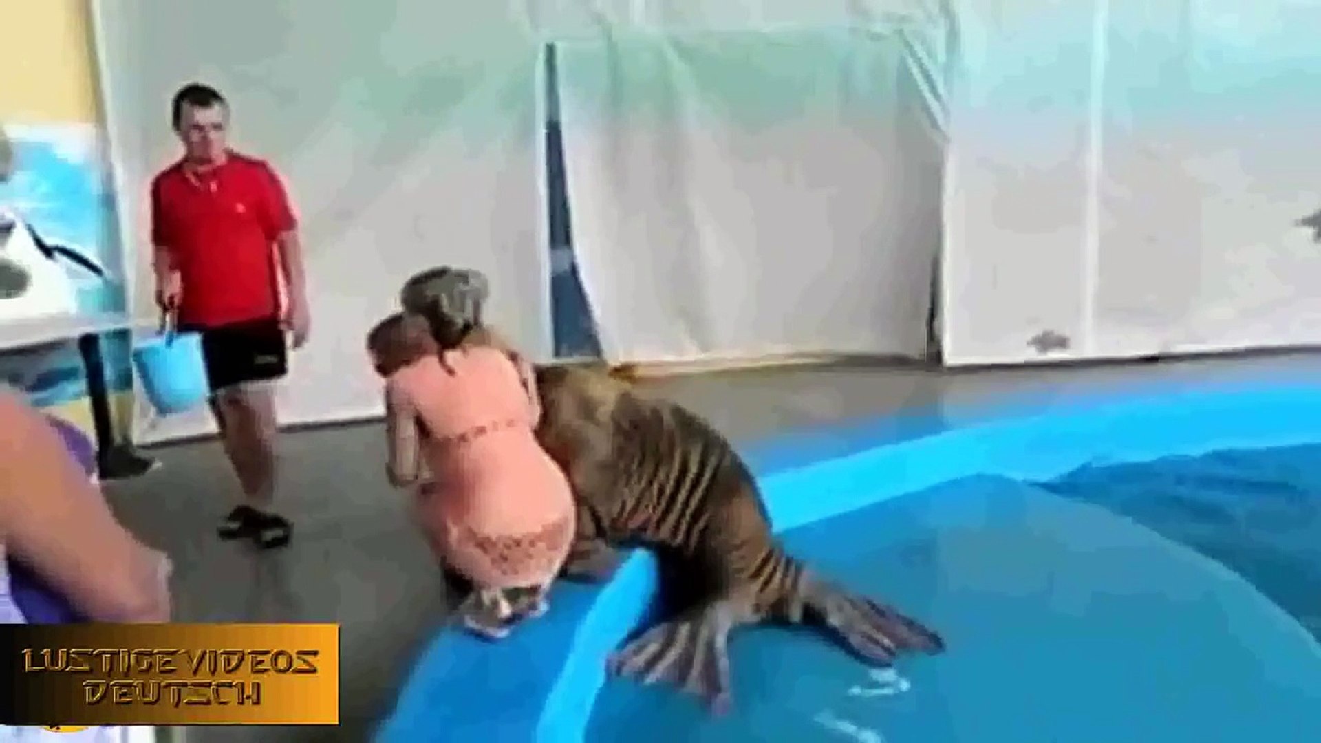 Kleine Kätzchen Miauen Und Reden Süße Katze Zusammenstellung