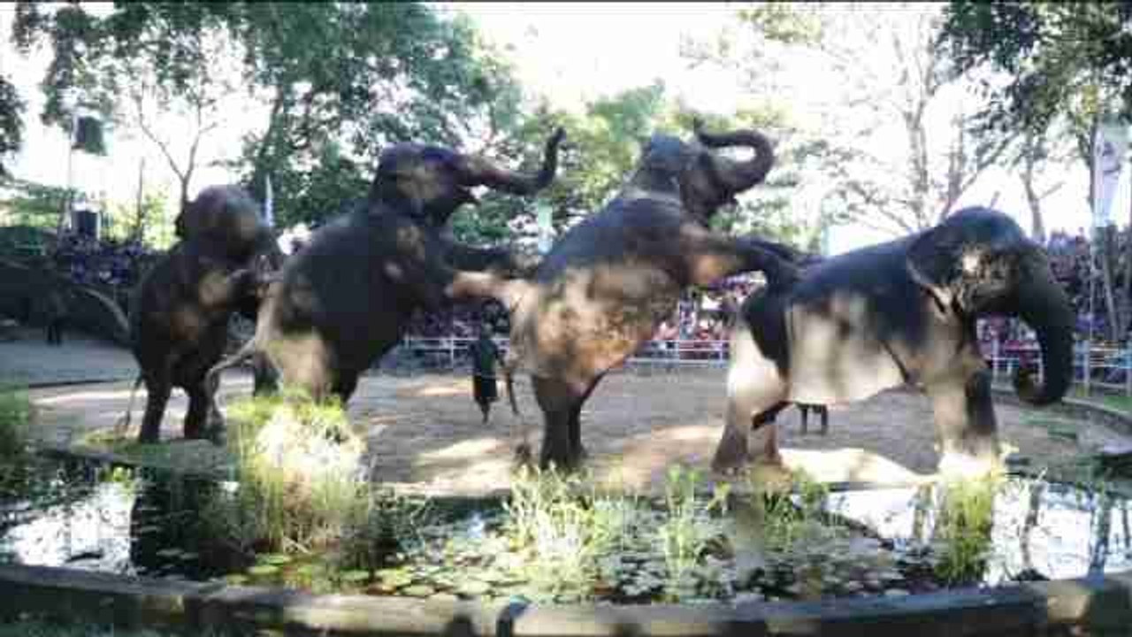 Los elefantes de un zoo de Sri Lanka "bailan" para celebrar el Día del Niño