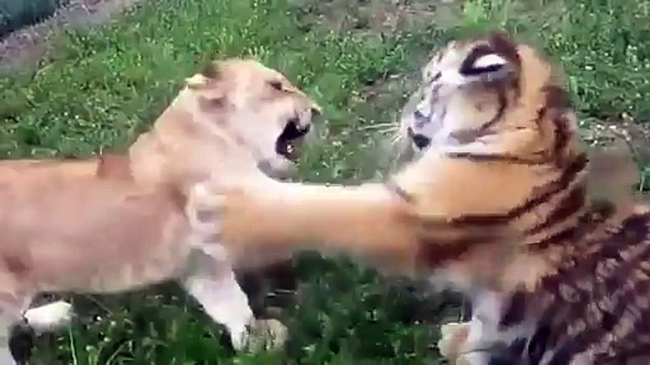 Leon vs Tigre Pelea Real