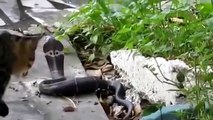 Deadly Snake vs Street Cats