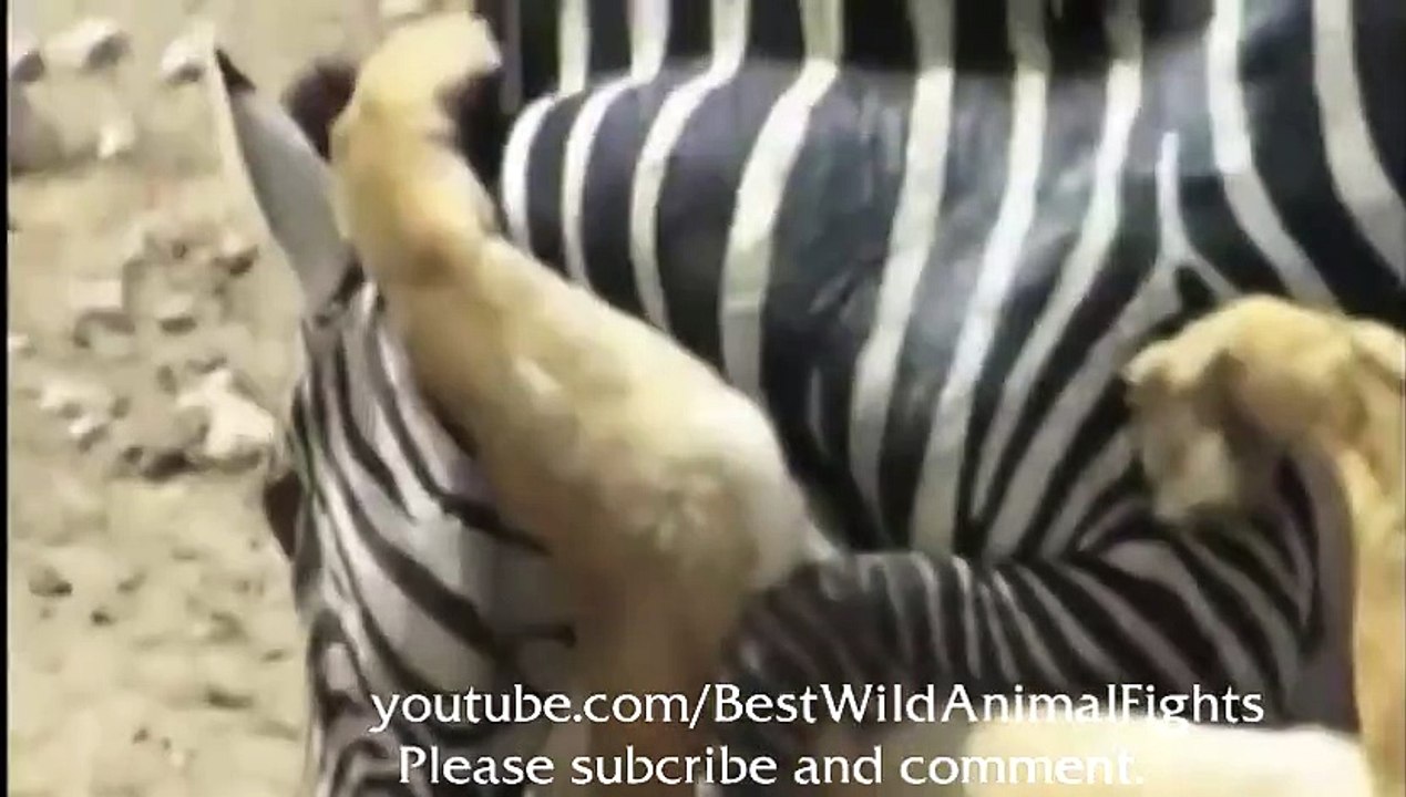 Lion Attaaack Compilation New!!!