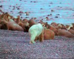 Polar bear hunt walruses