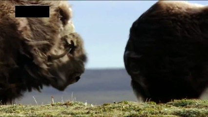 Two Muskox Conflicted Each Other
