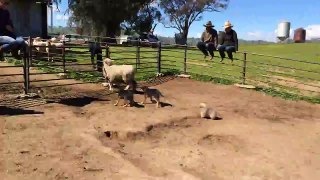 LiveLeak.com - Tiny Dog Tries to Take on Sheep