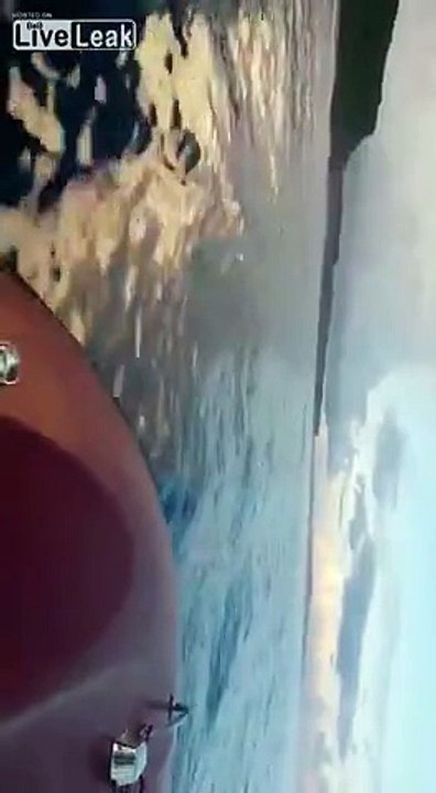 LiveLeak.com - Wild boar found in ocean