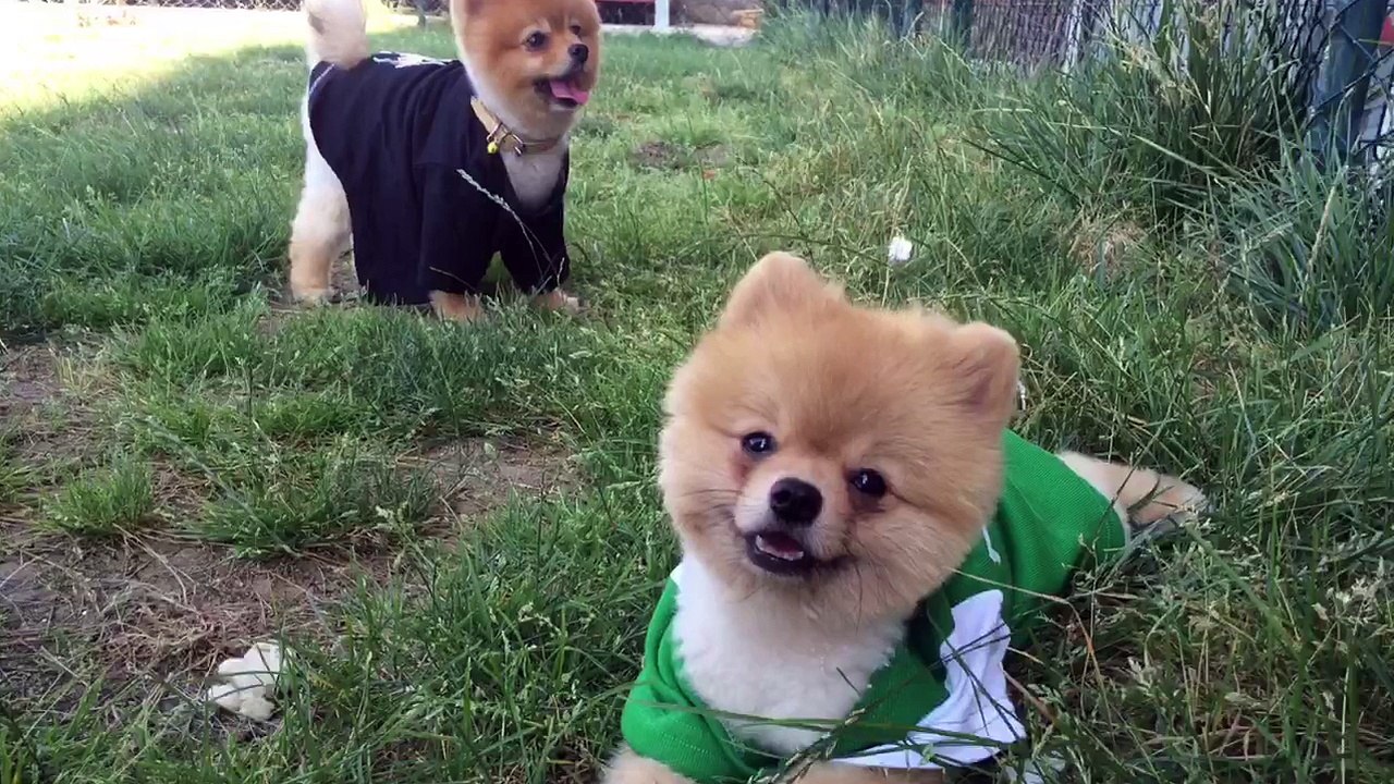 Satilik Boo Pomeranian Yavrulari 05323382169
