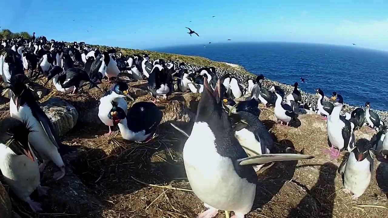 Cheating Penguin Caught in the Act!
