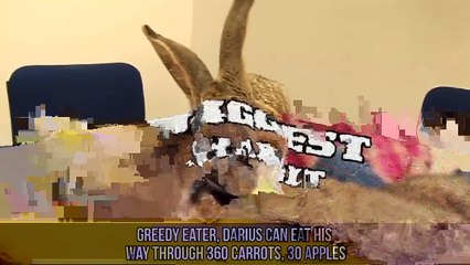 Abnormally Large Animals That Are Actually Real