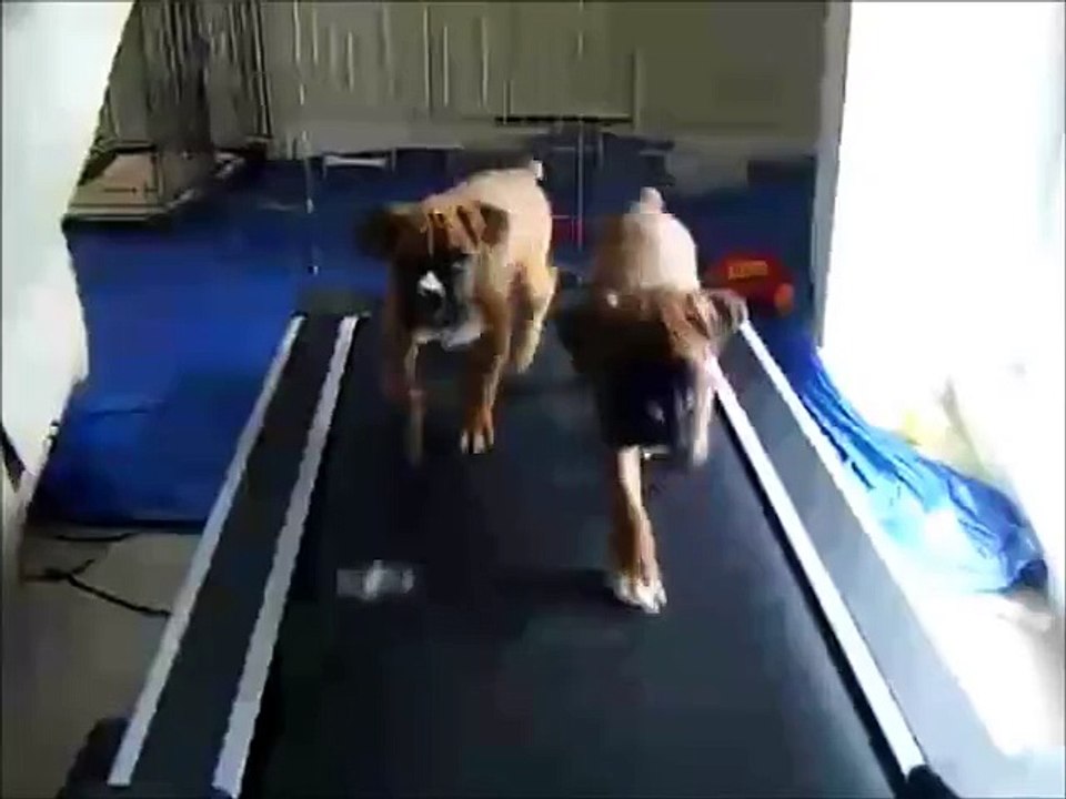 Funny Compilation - LOLVIDEOS