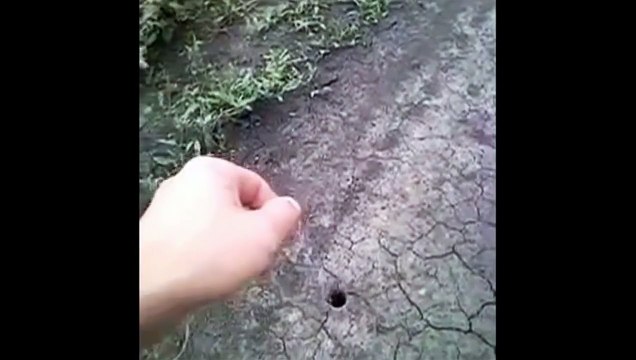 Украина ловим тарантула на пластилин Ukraine tarantula