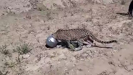 This Leopard in Rajasthan Found Itself in a Tight S'pot'