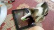 Most Funny Cats And Dogs Playing Fruit Ninja Compilation 2014