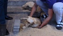 Un passant sauve une chienne enterrée vivante sous un trottoir