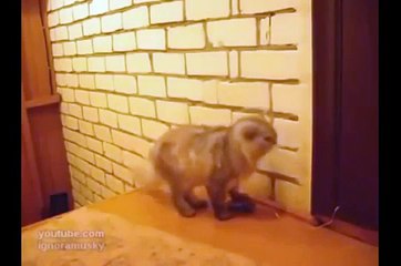 Подборка умных котов - смотрим наслаждаемся!
