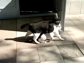 Пришла весна.Похищение невесты. Смотреть всем!))