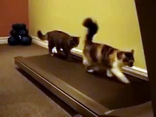 Смешные коты на беговой дорожке!
