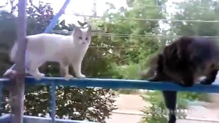 Сходи-ка ты погуляй!