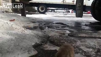 Fat Mouse Chasing Its Tail