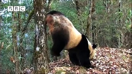 PANDA DOES HANDSTAND TO PEE! FILMED FOR FIRST TIME!