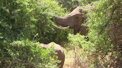 التكنولوجيا بخدمة الفيلة في افريقيا