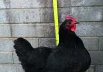 Why Did the Chicken Jump at the Wall?