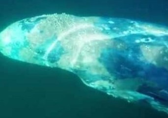 Huge Whale Swims Through a Surfer's Lineup