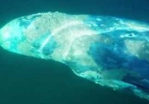 Huge Whale Swims Through a Surfer's Lineup