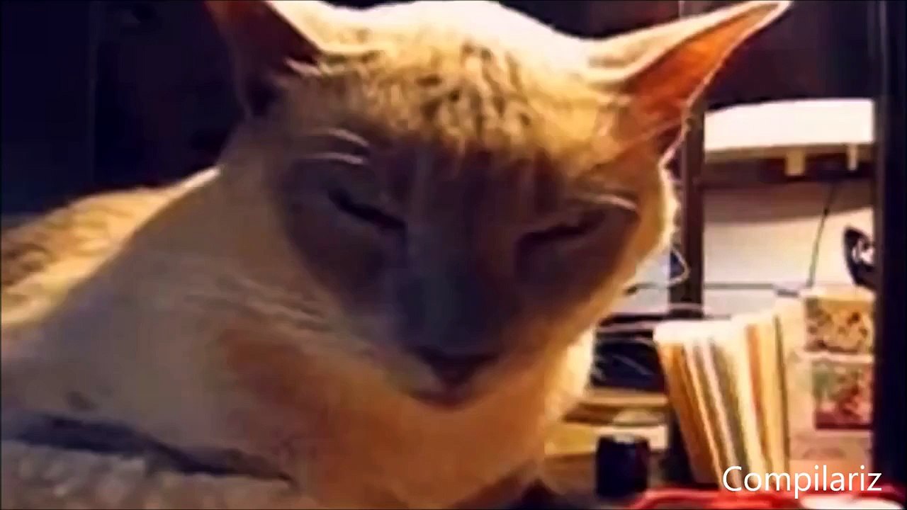 Cats Compilation