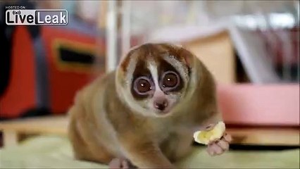 Slow loris eating banana