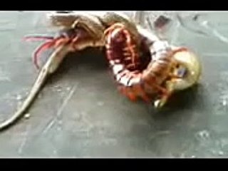 Hãi hùng cảnh rết khổng lồ làm thịt rắn độc-Giải trí online