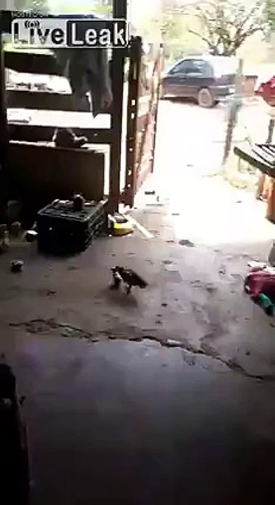 LiveLeak.com - Bully Owned By Tiny Chick