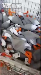 LiveLeak.com - Trippy shit, watch when high.