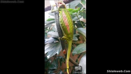 NACIMIENTO DE UN CAMALEON ES ASI COMO SE REPRODUCE ESTE REPTIL QUE CAMBIA DE COLOR SEGUN SU ENTORNO OCTUBRE 2015