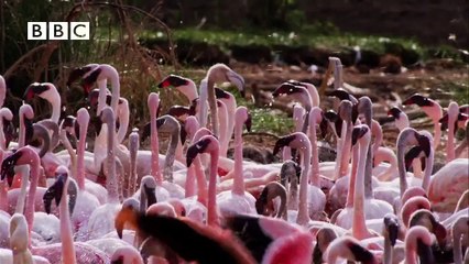 BABOON KILLS FLAMINGOS EARTHFLIGHT