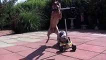 Funny animals Dog Pushes Cat On Scooter