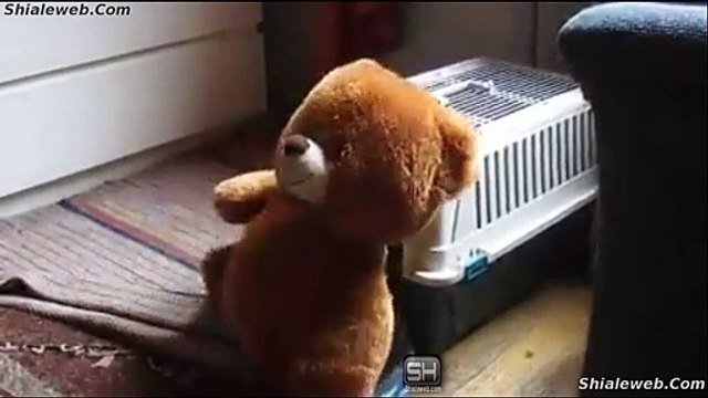 Recopilacion De Videos De Humor Chistes Animales Y Mascotas Cosas Sorprendente Risas Aseguradas Octubre 2015