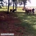 Big Cow Vs Goat - Big Cow Gone Failed Looks Funny