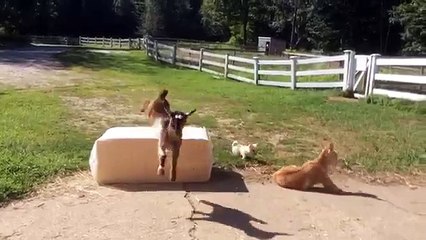 Little Chihuahua Puppy Plays With Two Baby Goats
