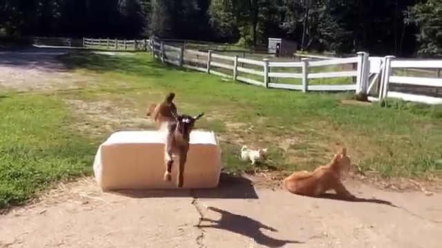 Little Chihuahua Puppy Plays With Two Baby Goats