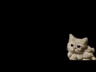 Most amazing cat video ever!